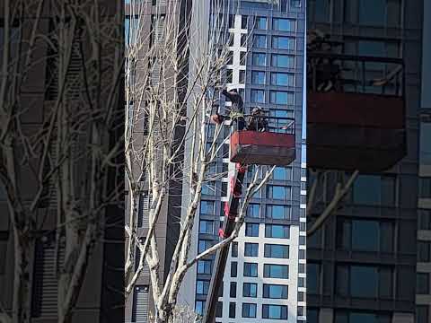 Tree pruning in Korea
