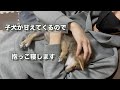 子犬が甘えてくるので、編集やめて抱っこ寝します！