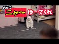 ニャ~ゆーて　　 #猫 #白猫 #ねこのいる生活 #自分でおもちゃを準備し待つ猫 #cat 