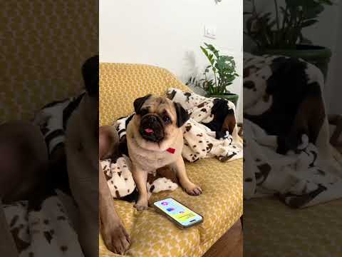 Video: Pug-A-Mo