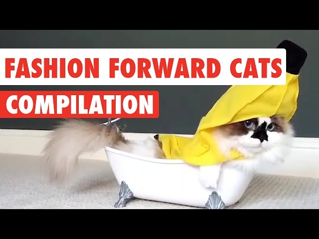 Fashion Forward Cats | Funny Pet Kitten Video Compilation 2017 class=