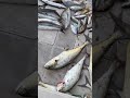 Short fishing trip fishing angler okuma doha qatar