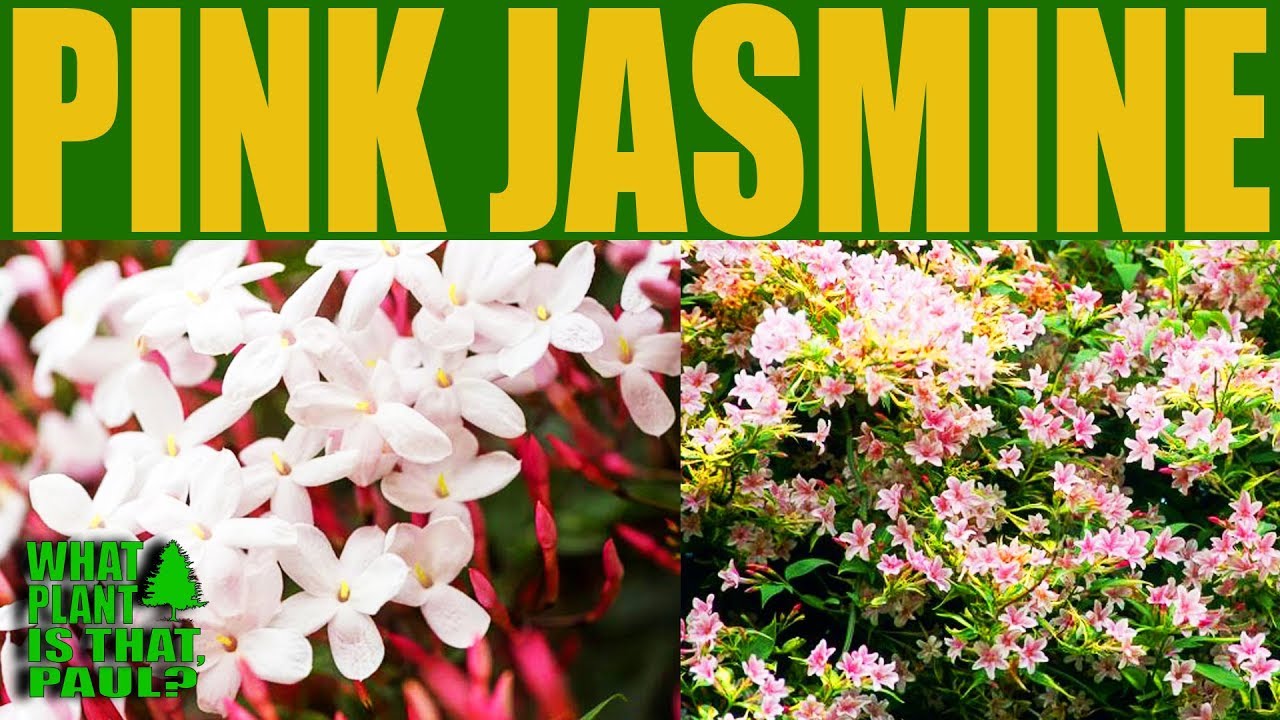 Pink Jasmine - Prized for its spectacular display of intensely fragrant pinkish-white flowers