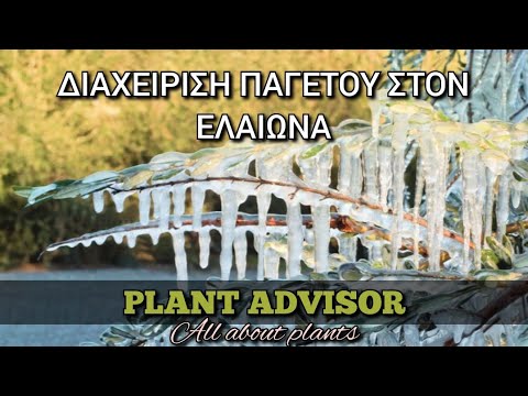 Βίντεο: Πού βρίσκονται οι κυτοκινίνες σε ένα φυτό ποια είναι η λειτουργία τους;