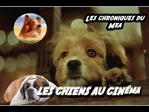 Vidéo: Les Chiens Les Plus Célèbres Du Cinéma