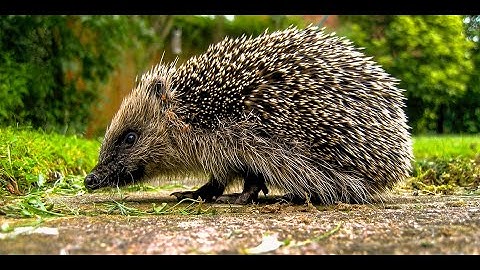 Hedgehog Surveilance Network