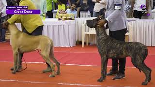 Madurai Canine Club Dog Show - Great Dane.