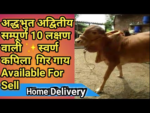 अद्धभुत 10 लक्षण वाली✨स्वर्ण✨कपिला गिर गाय || Available for sale 10 signs of Swarn Kapila Farm Talk