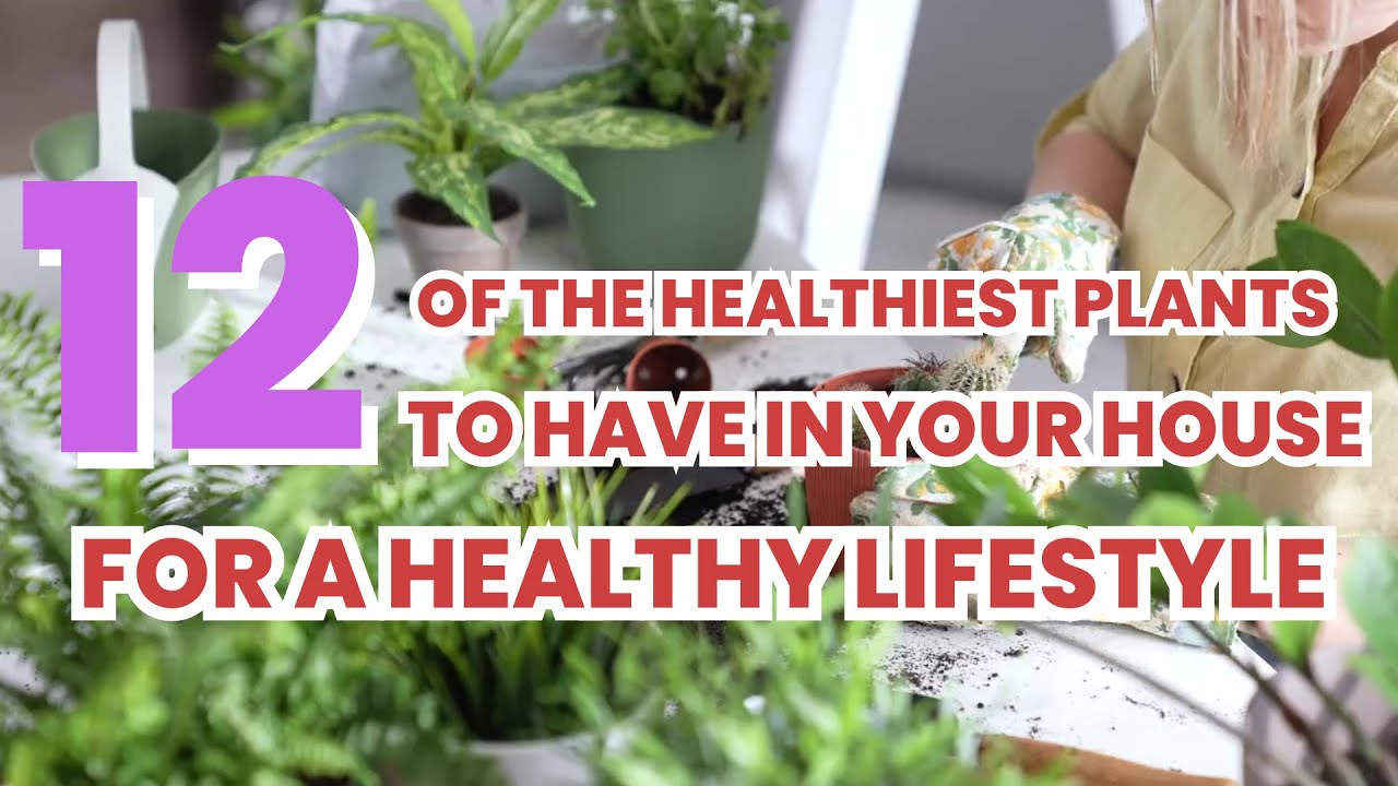12 of The Healthiest Plants To Have In Your House For A Healthy Lifestyle YouTube