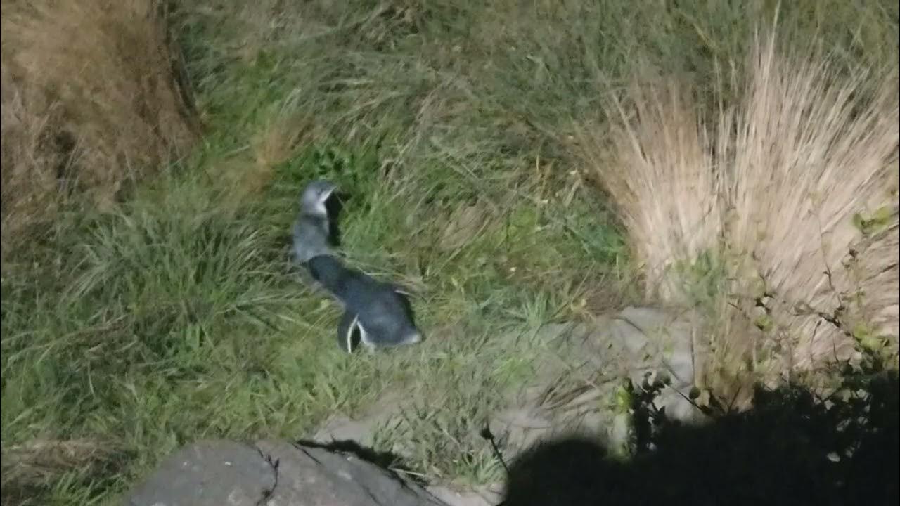HTCU11 Shorts - 2023.04.30 - Timaru - Little Blue Penguins - YouTube
