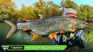 ЖЕРЕХ ТА ГОЛОВЕНЬ НА ЛАЙТ. Риболовля на Дністрі