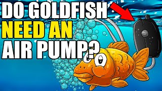 Do Goldfish Need An Air Pump | Goldfish Without An Air Pump | Can Goldfish Survive Without Oxygen?