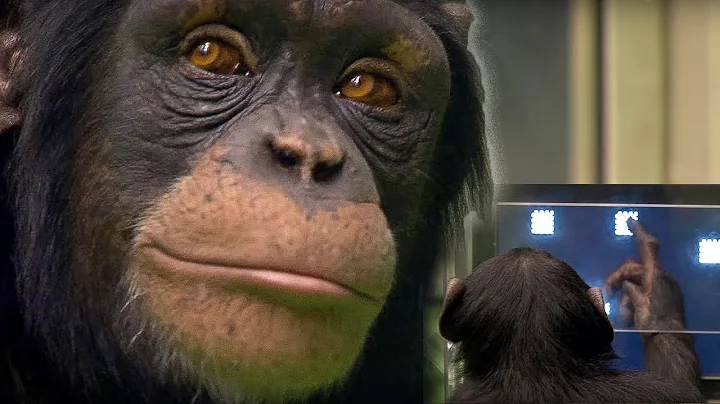 Chimp vs Human! | Memory Test | BBC Earth - DayDayNews