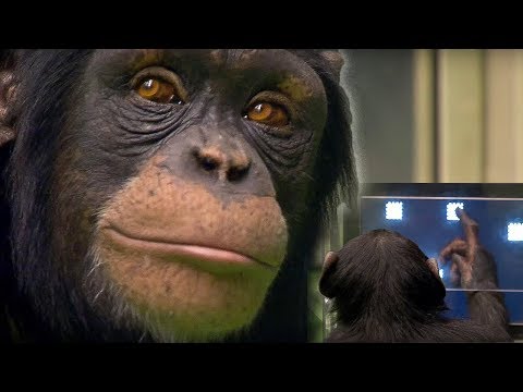 Chimp vs Human! | Memory Test | BBC Earth