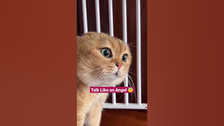 Look Like an Angel #cats #trending #amazing #viral #love #catsle #funnycat #cat #funny #catlovers