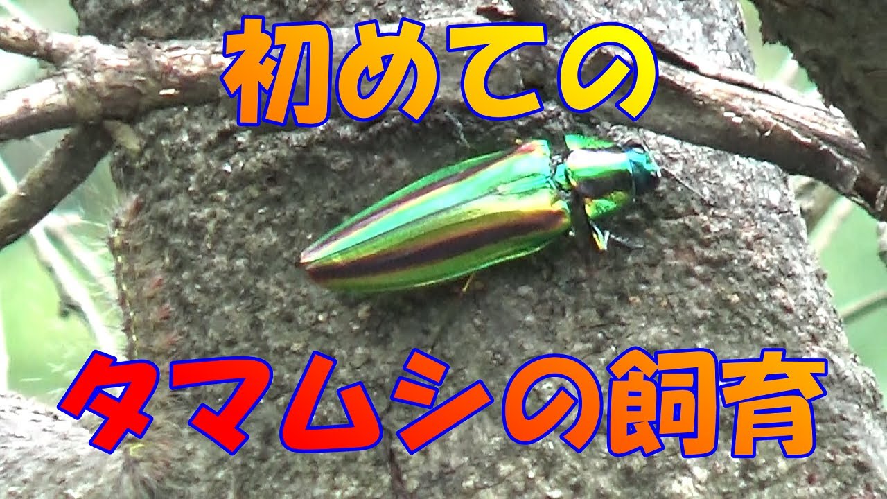 タマムシ 飼育方法: タマムシ 生息地 – DOBR