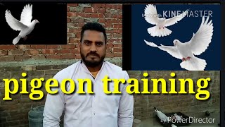 Pigeon training.kabutar ko chhat pr kaise .hilaye.ya gijaye or pakka kre .