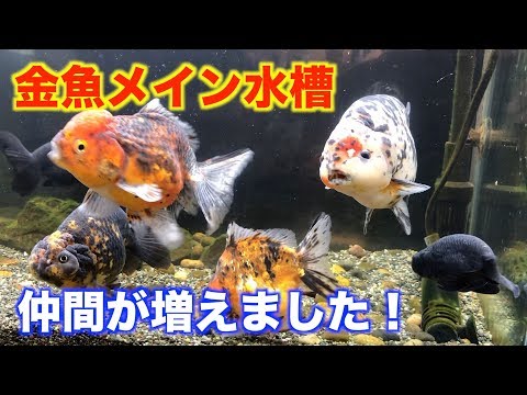 【金魚水槽】また金魚を増やしたよ。