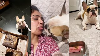 The Family Man 2 Fame Rajji AKA Samantha Akkineni Playing With Her Cute Dog shorts