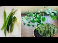 How to grow chilli from store bought chillies  grow chilli from seeds 100 sure