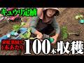 【キュウリを定植しました】【なつすずみ】【実生苗】【夢そだち】【接ぎ木苗】