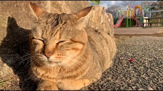 日なたぼっこ中の気持ちよさそうな茶トラくん。The brown tabby looks comfortable basking in the sun.