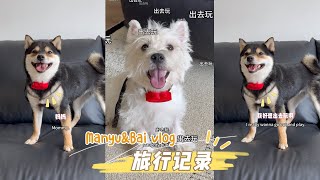 What are Manyu and Xiaobai thinking when I use a "dog language translator" with them?