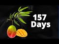 Growing a mango tree from seed timelapse