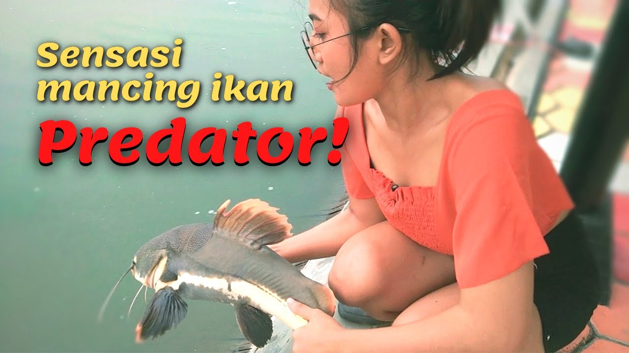 Omah Pond, la sensación de pescar caimanes