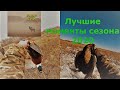 Самые лучшие моменты сезона 2020 охота на фазана