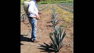 Aplicación de fertilizante foliar al agave.