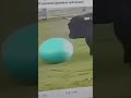 This Giant Dog's Ball Obsession is Insane #shorts #pets #viral