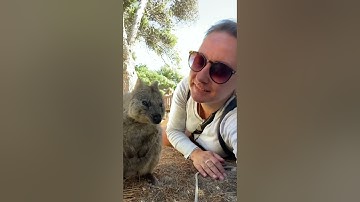 Quokka
