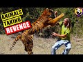 These Animals Are Determined To Take Their Revenge On Humans