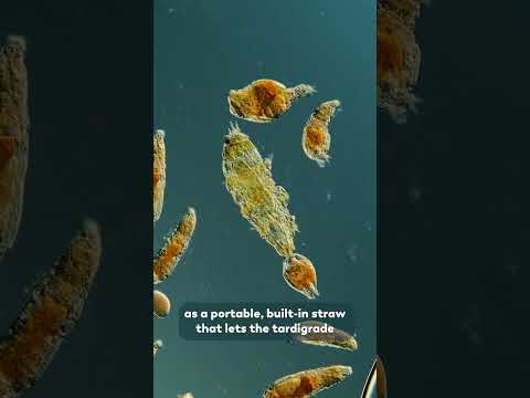 Video: Tardigradı haradan tapa bilərəm?