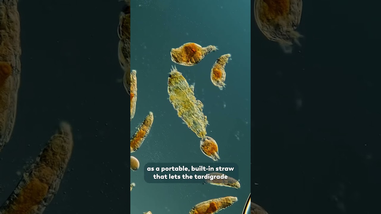 Tardigrades Have a Built-in Head Straw