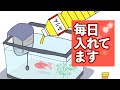 みりんを水槽に毎日入れる メリットとデメリット【アクアリウム】【熱帯魚】