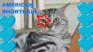 AMERICAN SHORTHAIR: ESSENTIAL GUIDE🐈😸📖 by CAT Kitty Capriccio 79 views 2 months ago 3 minutes, 11 seconds