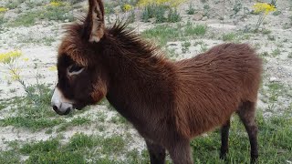 صغير الحمار جحش جميل /Adorable baby donkey