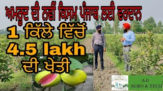 Cultivation of Guava || ਅਮਰੂਦ ਦੀ ਖੇਤੀ ਨਵੀਂ ਕਿਸਮ  || High Yield Variety || Taiwan Pink || 8146323104