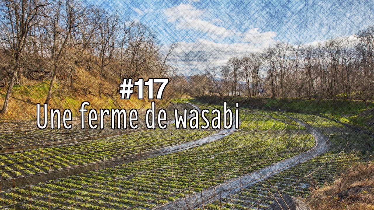 A la découverte d'une ferme de wasabi à Matsumoto
