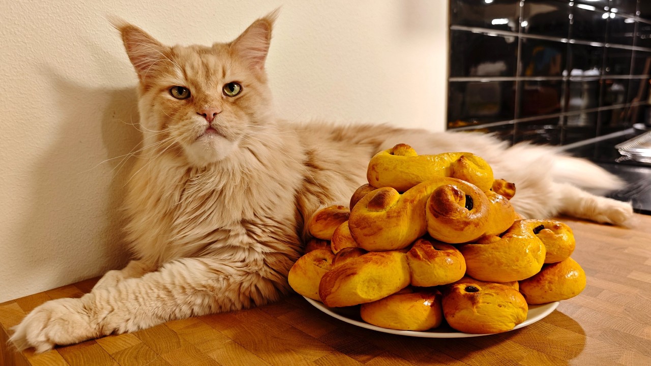 Baking Lusse Cat Buns with Buster!