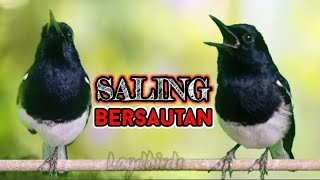 Pancingan 2 ekor kacer ngeplong saling bersaut sautan mantap untuk memancing kacer susah bunyi!!