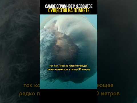 Увидите это, скорее уплывайте #познавательное #природа #существа