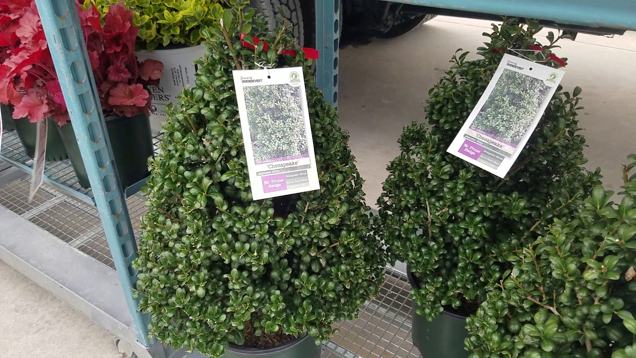 Ilex crenata 'Chesapeake' (Japanese Holly) // A Beautiful, Shapely Evergreen