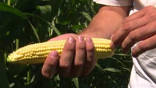 At-Tassel Fungicide Application for Corn With Stratego YLD screenshot 4