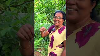 10 സെന്റ് ൽ 100ൽ അതികം ഫലവൃക്ഷങ്ങൾ  fruit farming l budjet farming l by Manoj Karolly 23,056 views 7 months ago 11 minutes, 49 seconds