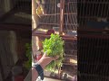 Birds party 🥳 #birds #trending #shorts #pets