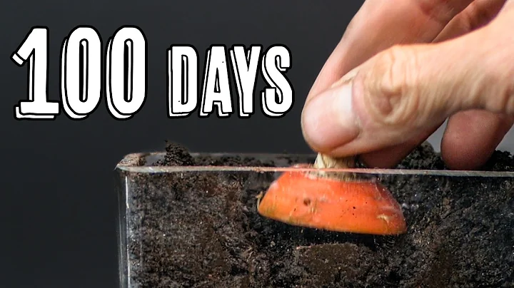 I Grew World's Weirdest Carrot From a Top (Time-Lapse)