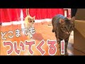 猫たちはどれだけ飼い主についてきてくれるのか検証してみた！